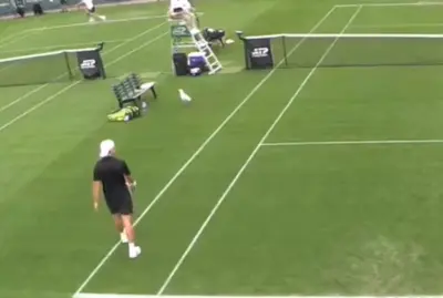 Mira: Una gaviota roba un plátano durante el partido de Bernard Tomic en el Challenger de Dublín